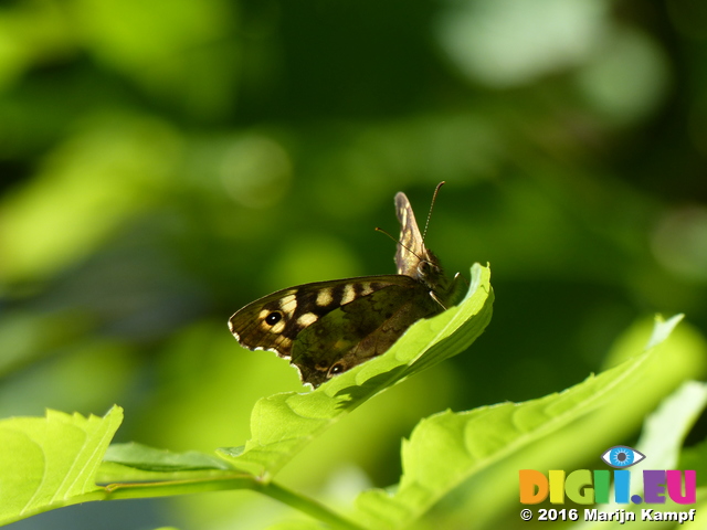 FZ029356 Speckled Wood butterfly (Pararge aegeria)